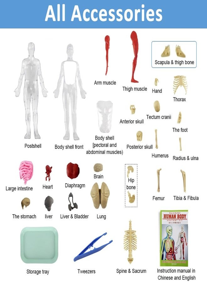PATPAT® 32 Pieces DIY Assembly Human Skeleton Model Organs Models Kit Glow in The Dark Skeleton Toys Kids Educational Biology Class Tool for Kids Age 6+ - Image 3